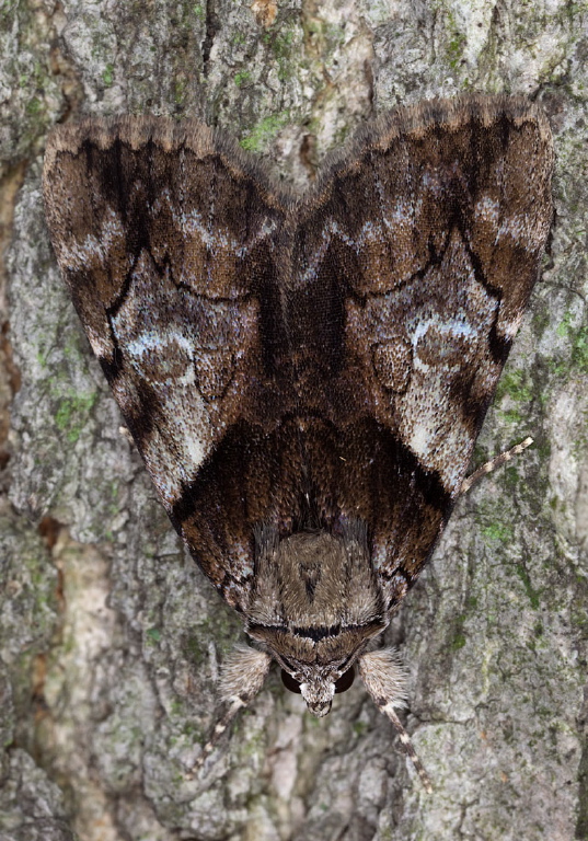 Catocala crataegi Erebidae