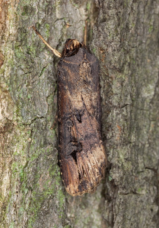 Agrotis ipsilon Noctuidae