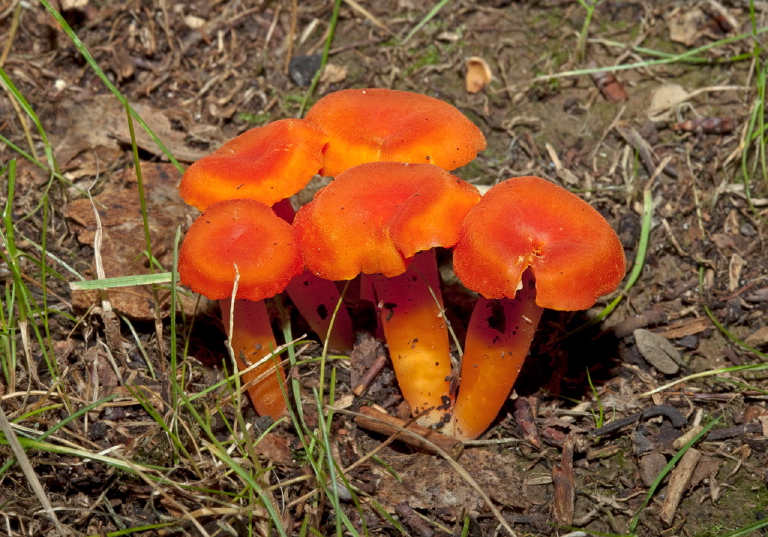 Hygrocybe sp? Tricholomataceae