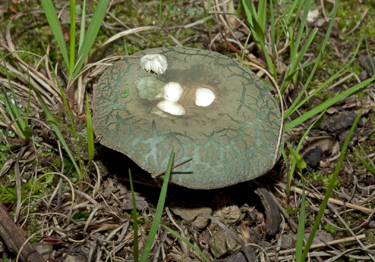 Russula parvovirescens? Russulaceae