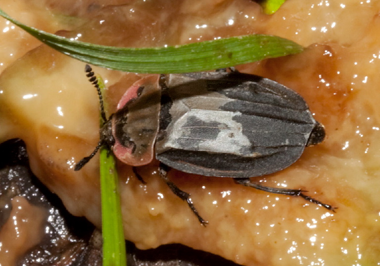 Oiceoptoma noveboracensis Silphidae