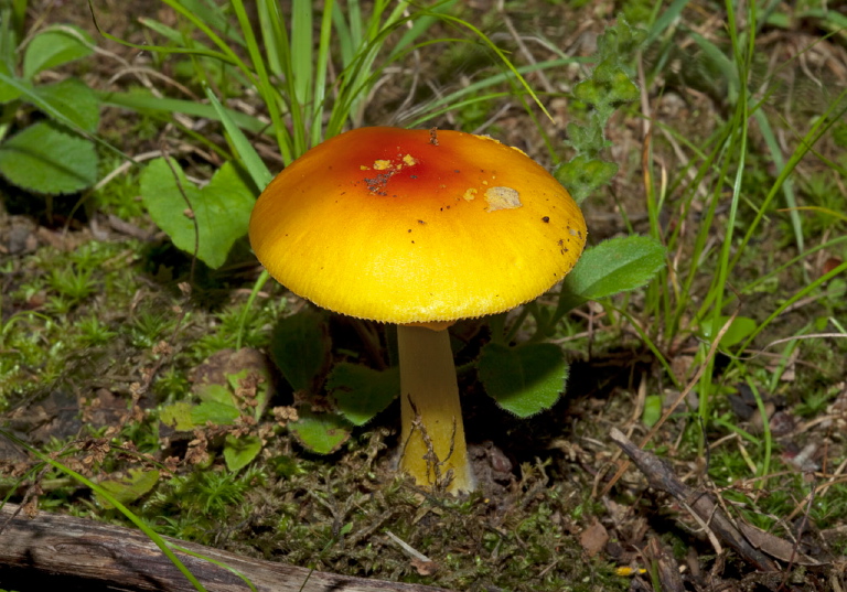 Amanita flavoconia? Pluteaceae