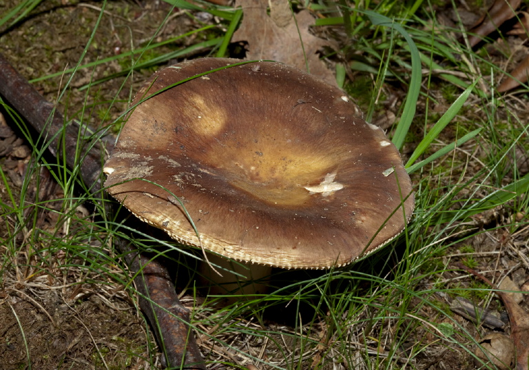   Russulaceae