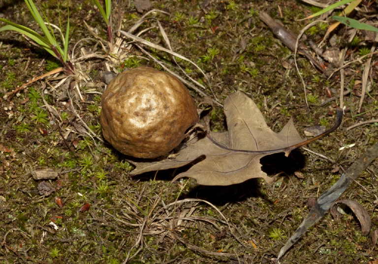 Amphibolips confluenta or quercusspongifica Cynipidae