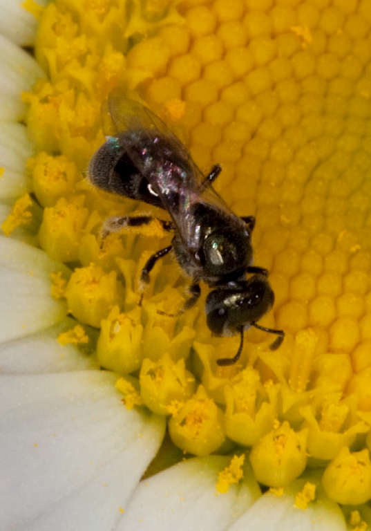 Lasioglossum (Dialictus) Halictidae