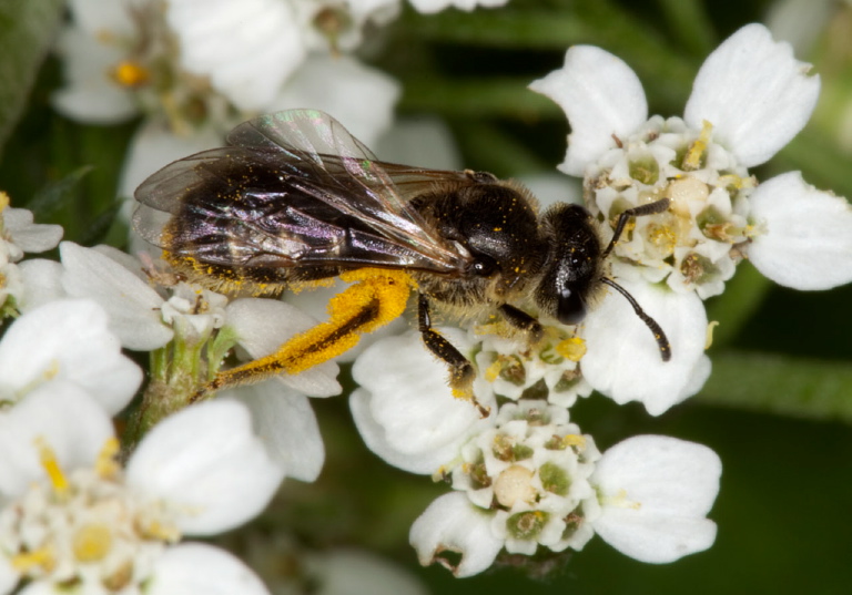 Lasioglossum Halictidae