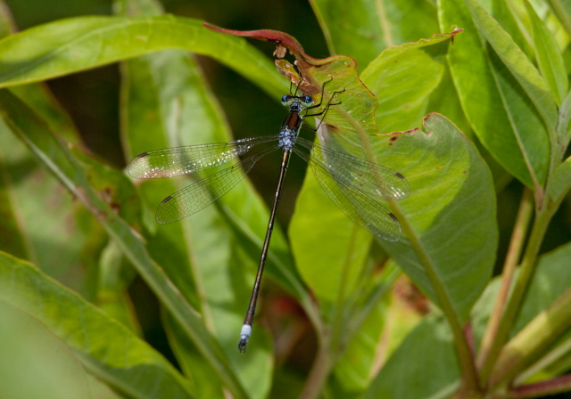 Lestes forcipatus? Lestidae