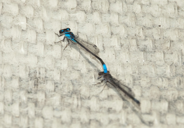 Enallagma geminatum Coenagrionidae