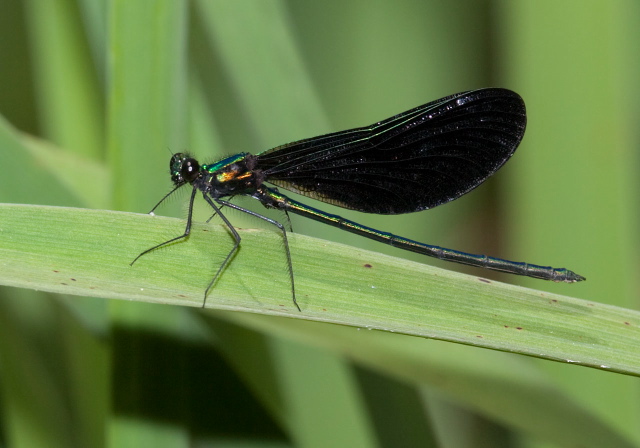 Calopteryx maculata Calopterygidae