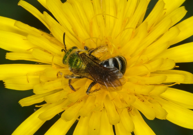 Agapostemon virescens Halictidae