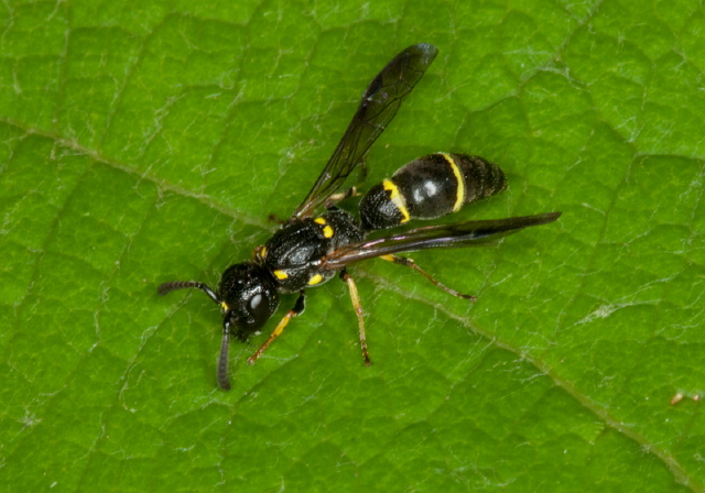 Symmorphus sp.? Vespidae