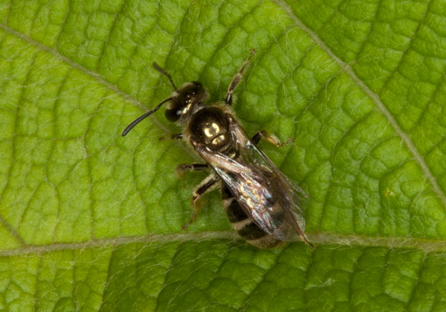 Lasioglossum (Dialictus) Halictidae
