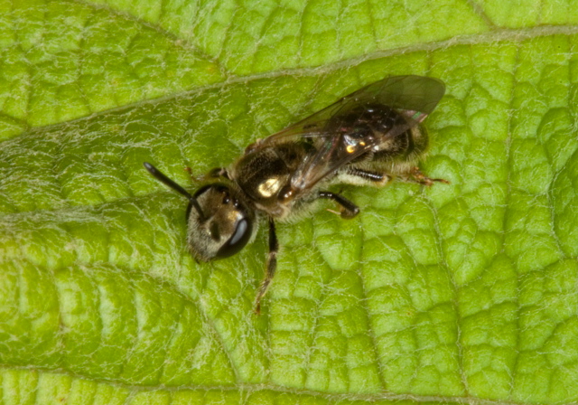 Lasioglossum (Dialictus) Halictidae