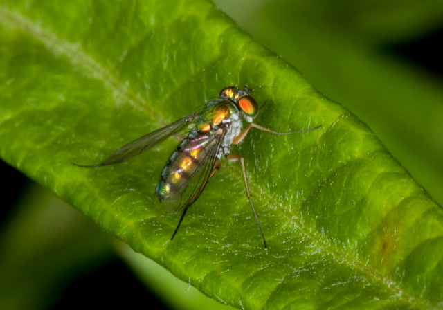   Dolichopodidae