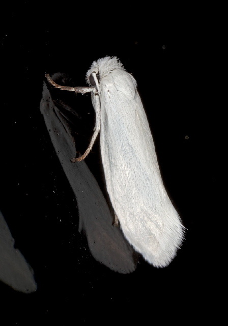 Prodoxus decipiens Prodoxidae