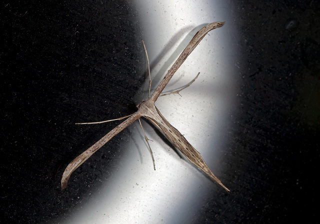 Emmelina monodactyla Pterophoridae