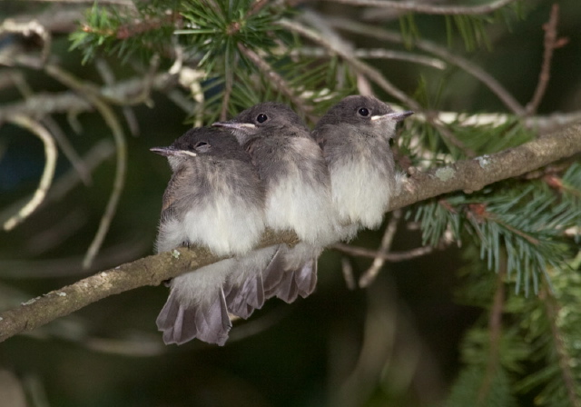 Sayornis phoebe Tyrannidae