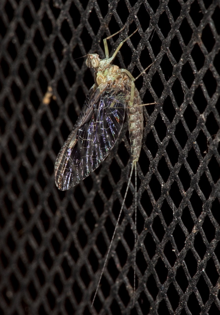 Callibaetis pretiosus Baetidae