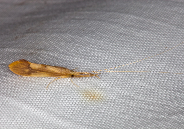 Triaenodes sp. Leptoceridae