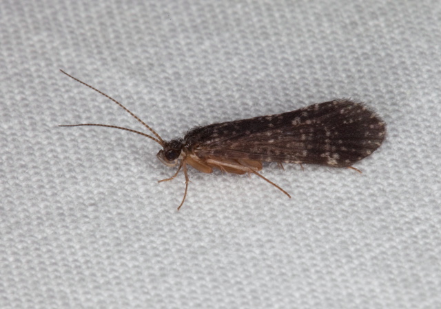   Polycentropodidae?