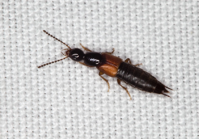 Quedius sp. Staphylinidae