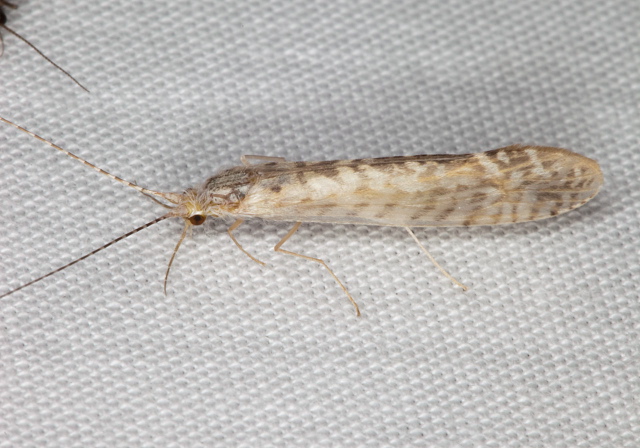 Nectopsyche sp.? Leptoceridae