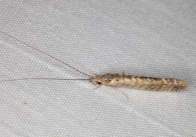 Nectopsyche sp.? Leptoceridae