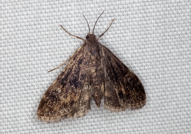 Synclita obliteralis Crambidae