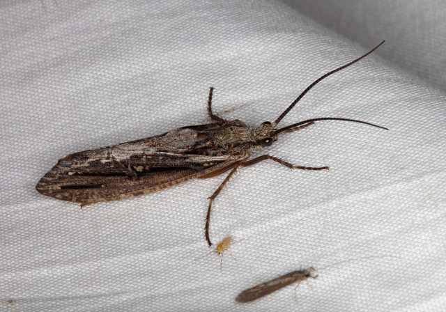 Phryganea sayi? Phryganeidae