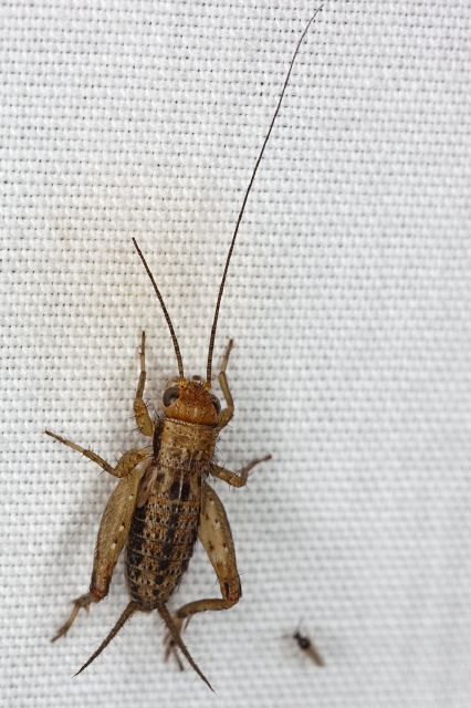 Allonemobius? Gryllidae