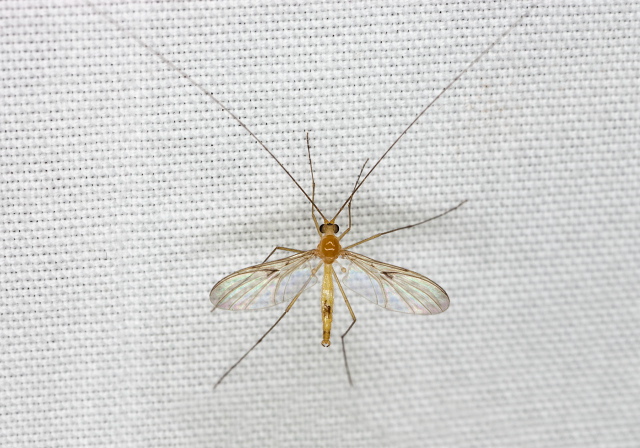 Macrocera sp. Keroplatidae