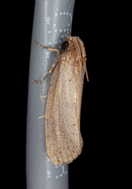 Acrolophus popeanella Acrolophidae