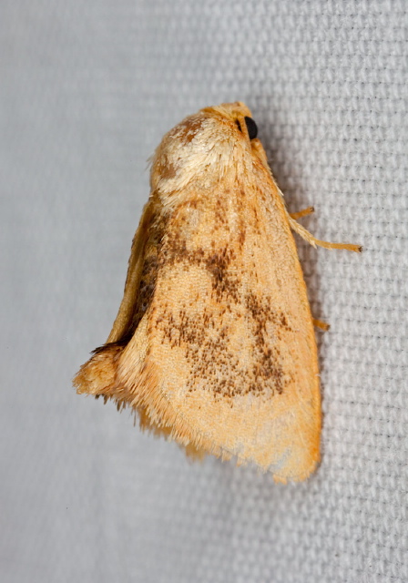 Tortricidia flexuosa Limacodidae