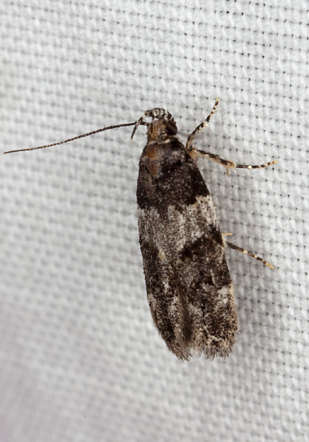Telphusa latifasciella Gelechiidae