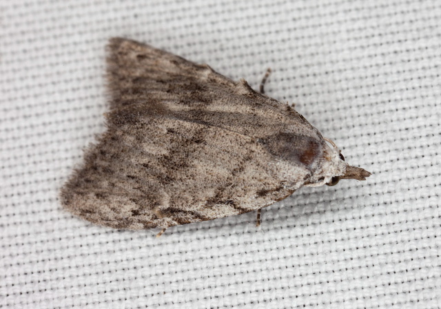 Nola clethrae Nolidae