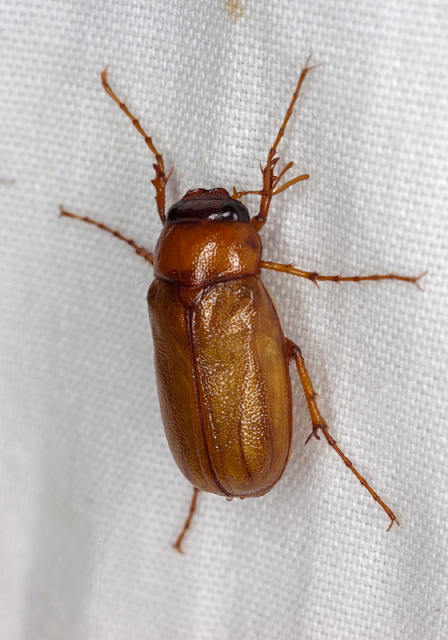 Phyllophaga sp. Scarabaeidae