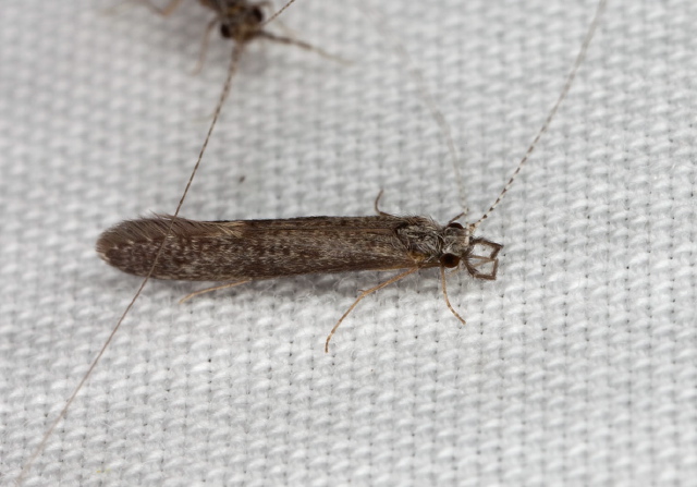 Leptocerus americanus? Leptoceridae