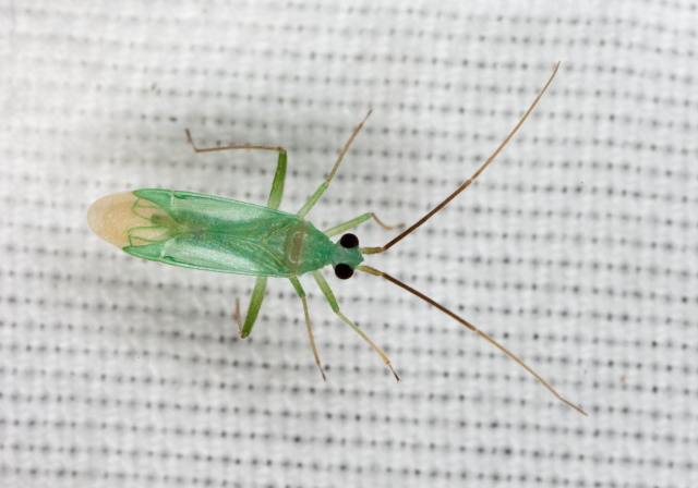 Blepharidopterus provancheri Miridae