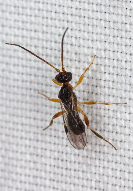   Braconidae