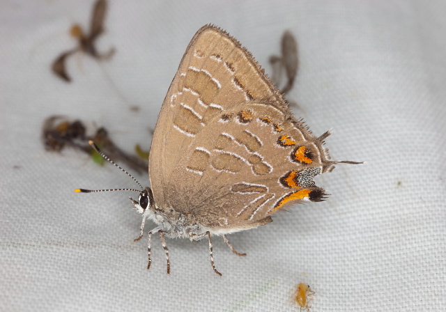 Calycopis cecrops Lycaenidae