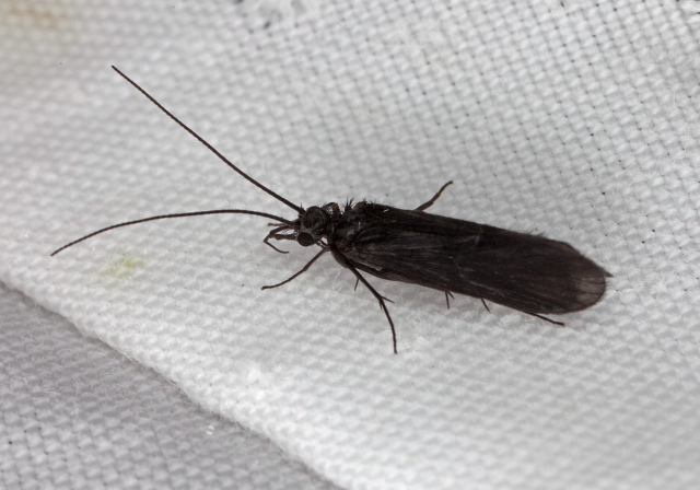 Chimarra sp. Philopotamidae