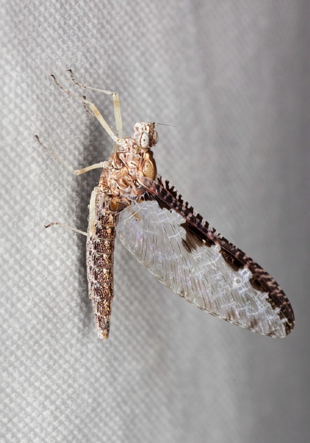 Callibaetis ferrugineus ferrugineus Baetidae