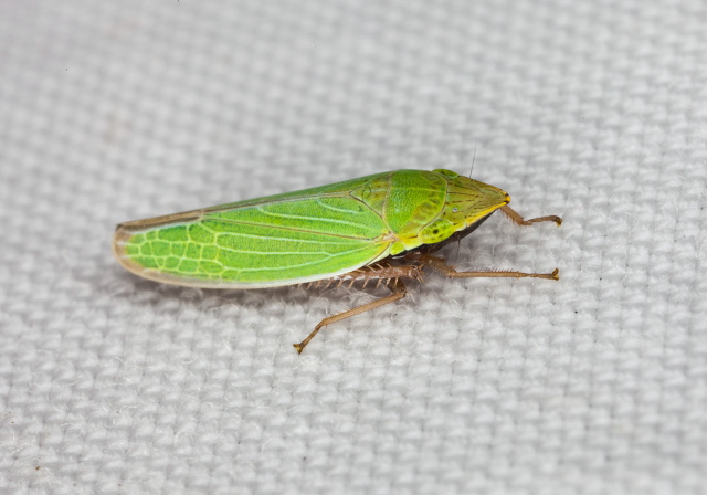 Draeculacephala zeae Cicadellidae