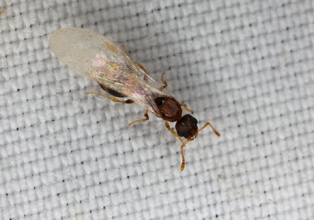 Temnothorax curvispinosus Formicidae