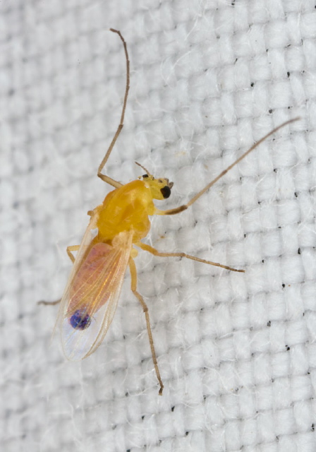   Chironomidae