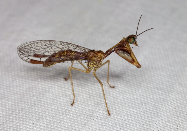 Leptomantispa pulchella Mantispidae