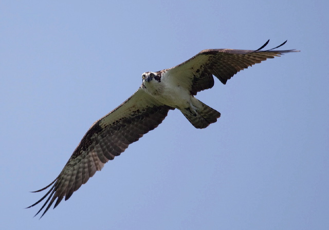Pandion haliaetus Pandionidae