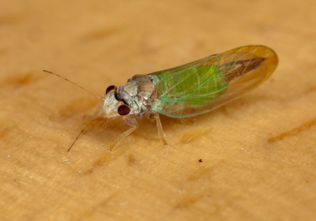   Psyllidae