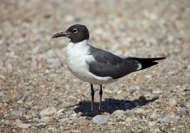 Larus atricilla Laridae
