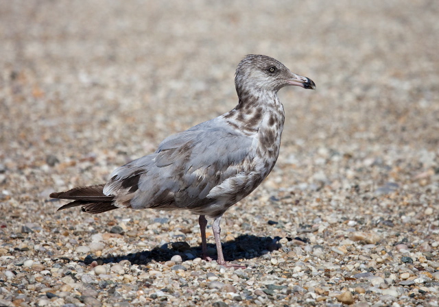 Larus argentatus Laridae
